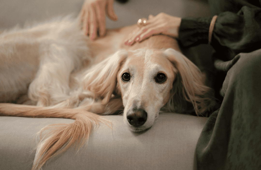 What is Galen Canine Myotherapy